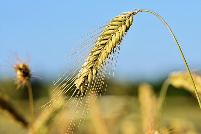 2023年2月1日今天小麦最新价格多少钱一斤 各省份小麦价格一览表